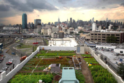 fruit and vegetable growing roof garden on printworks in manchester 